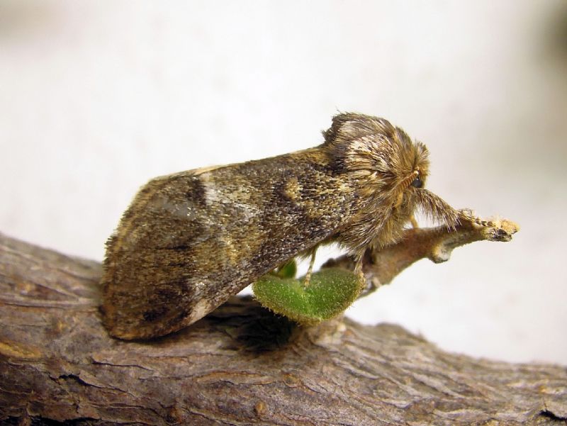Notodontidae:  Drymonia dodonaea