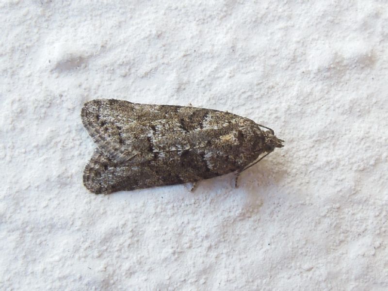 Tortricidae - Cnephasia sp.