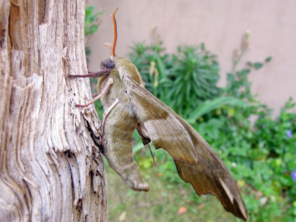 Mimas tiliae (Sphingidae)