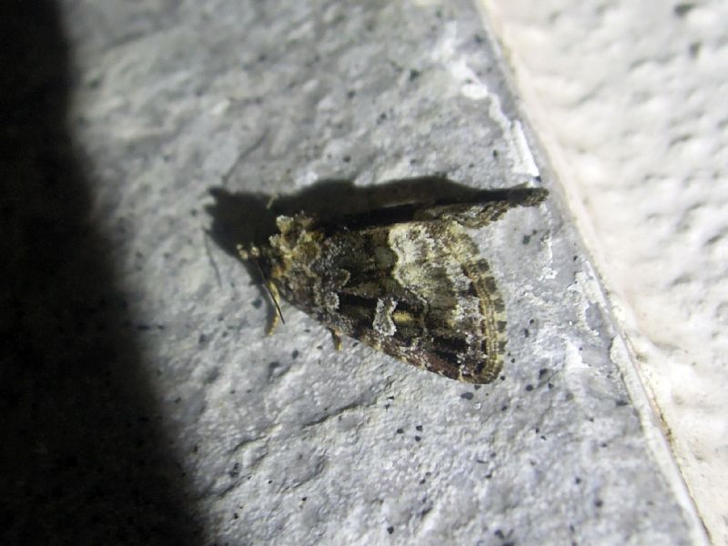 Deltote pygarga (Noctuidae)