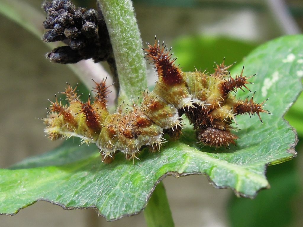 bruchino da id - Limenitis reducta, Nymphalidae