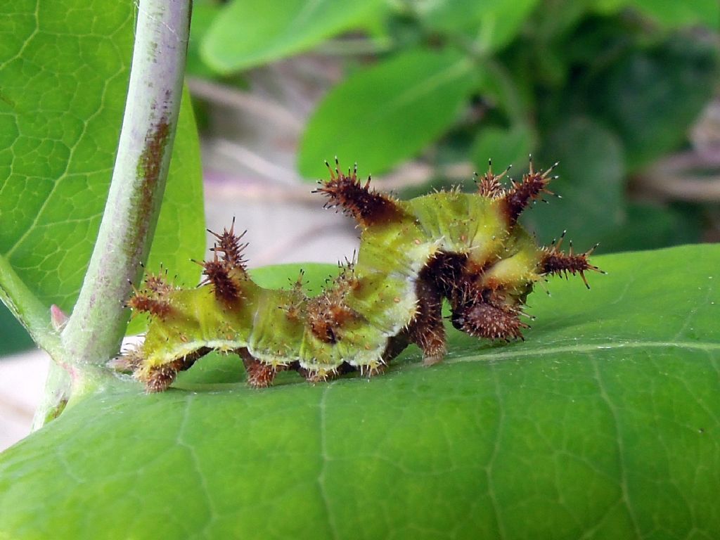 bruchino da id - Limenitis reducta, Nymphalidae