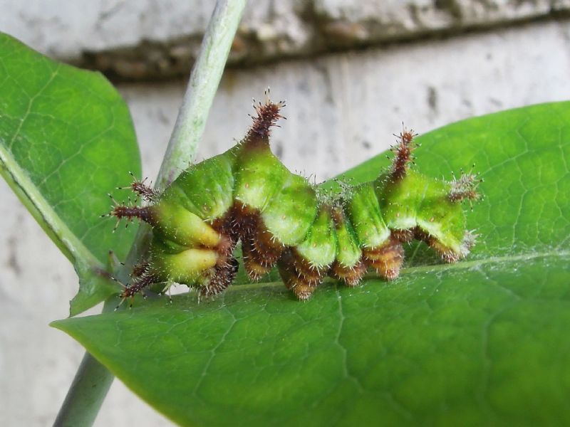 bruchino da id - Limenitis reducta, Nymphalidae