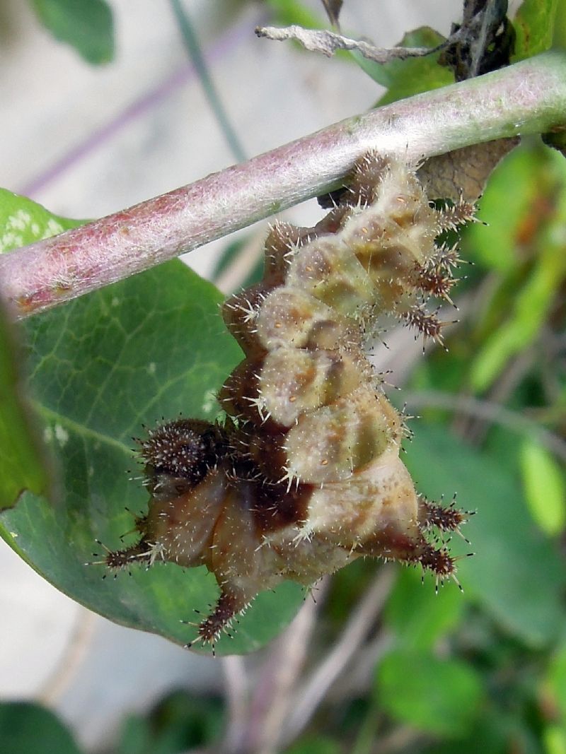 bruchino da id - Limenitis reducta, Nymphalidae