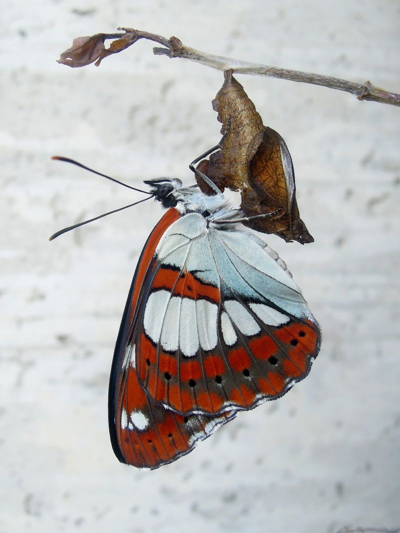 bruchino da id - Limenitis reducta, Nymphalidae