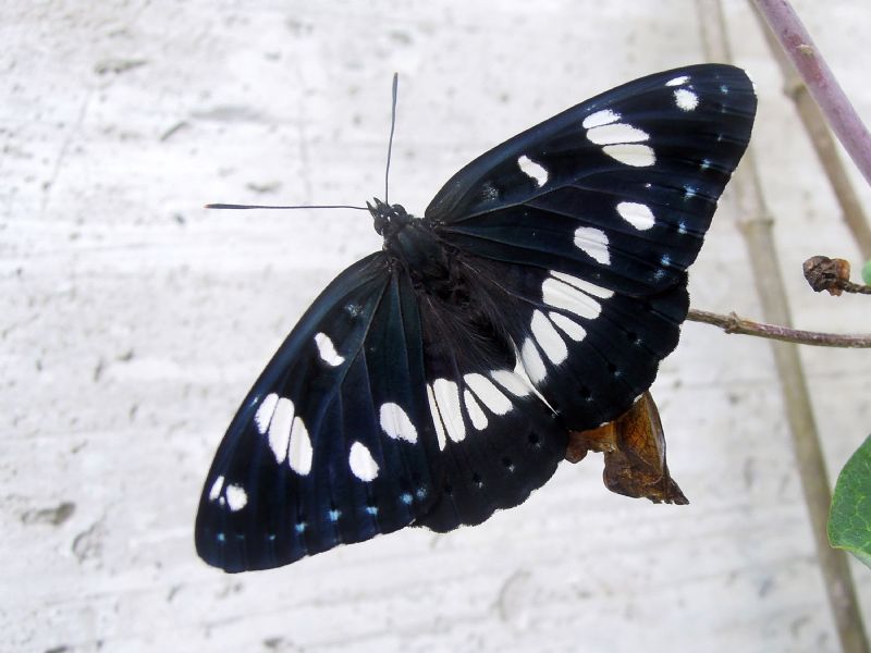 bruchino da id - Limenitis reducta, Nymphalidae