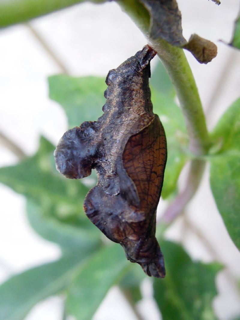 bruchino da id - Limenitis reducta, Nymphalidae