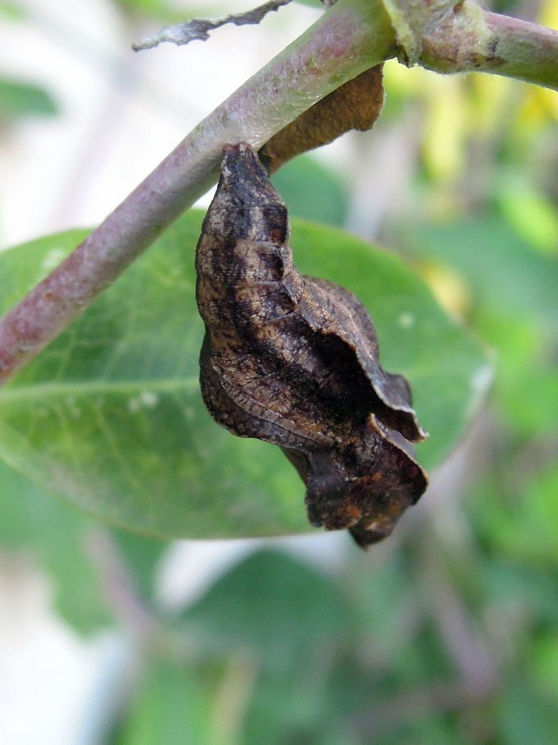 bruchino da id - Limenitis reducta, Nymphalidae