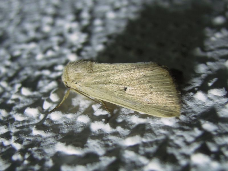 da identificare - Cfr. Globia sparganii, Noctuidae