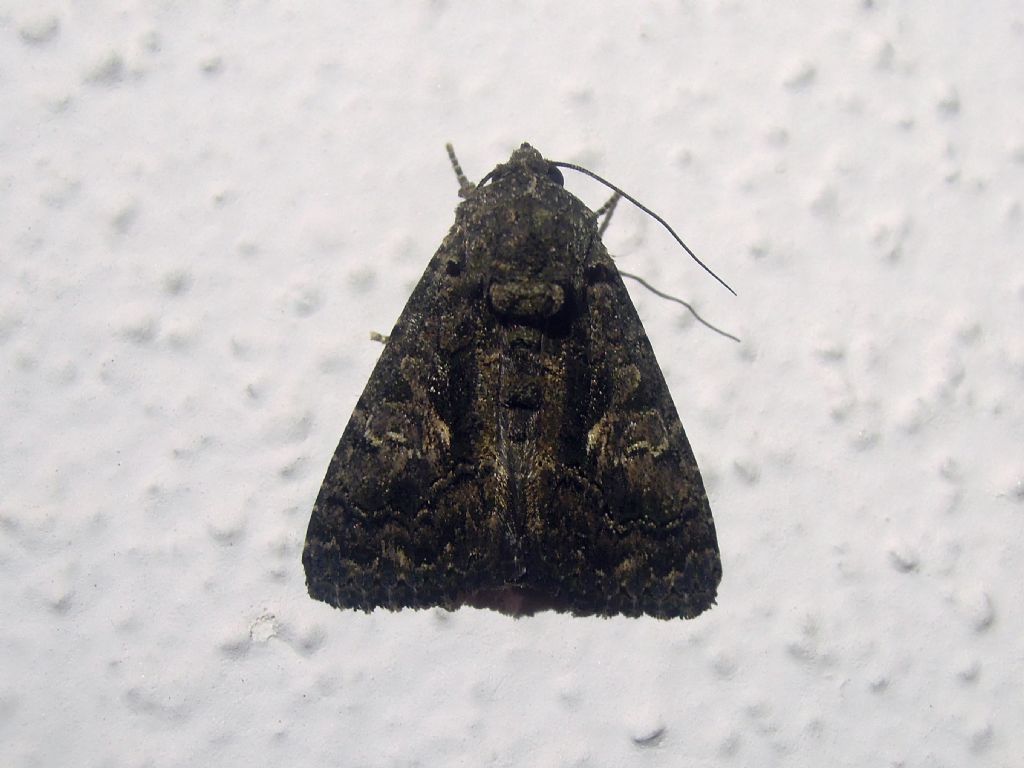Noctuidae da id - Aedia leucomelas