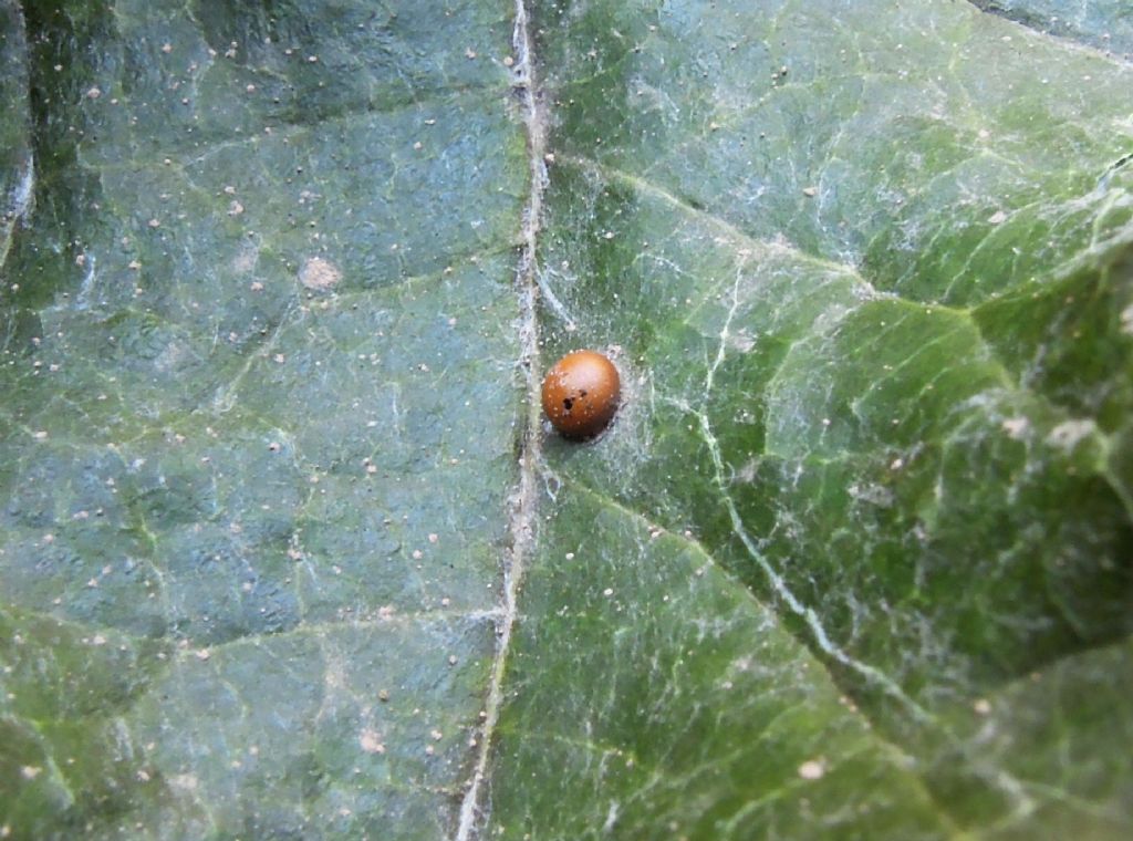 Cerura vinula