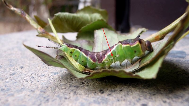 Cerura vinula