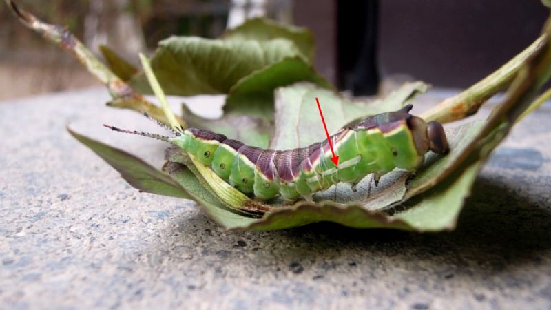 Cerura vinula