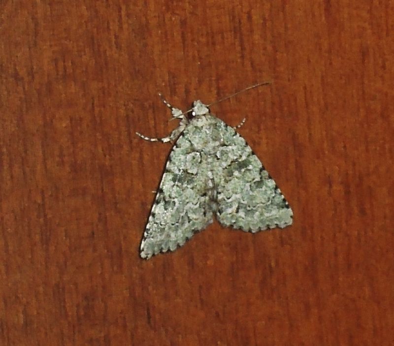 Noctuidae da id - Nyctobrya (Bryopsis) muralis