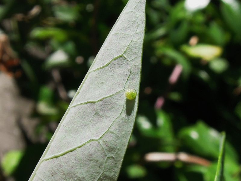 bruchino da id - Limenitis reducta, Nymphalidae