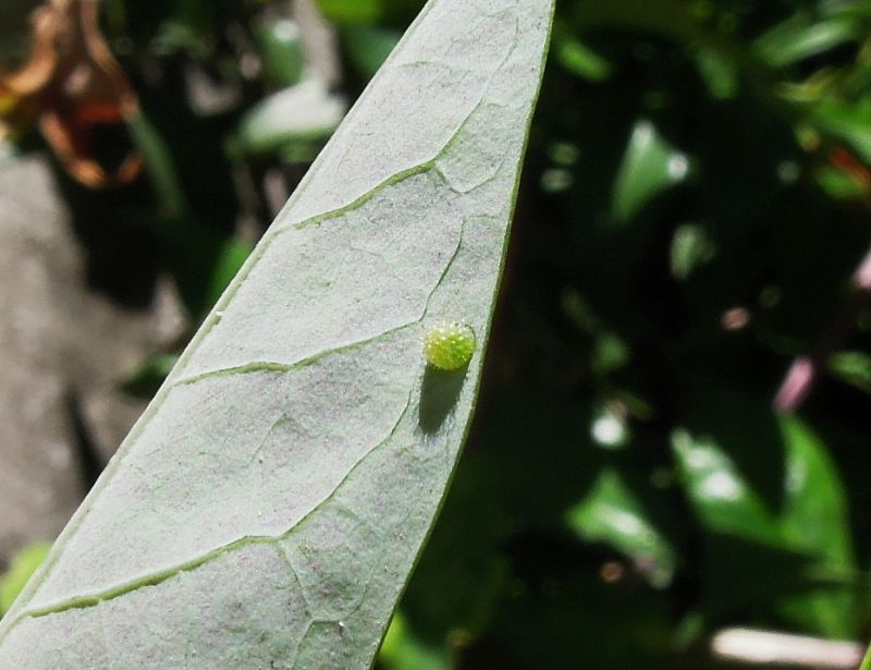 bruchino da id - Limenitis reducta, Nymphalidae