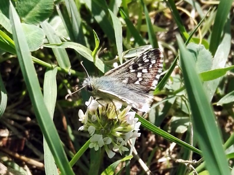 Pyrgus??? Pyrgus sp. (Hesperiidae)