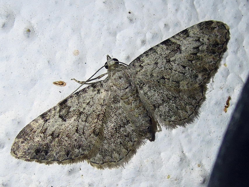 Geometridae: Eupithecia semigraphata