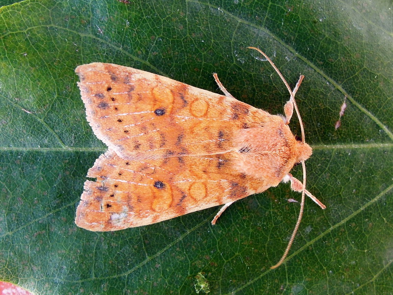 dubbi su Xanthia sp - Xanthia (Cirrhia) gilvago, Noctuidae