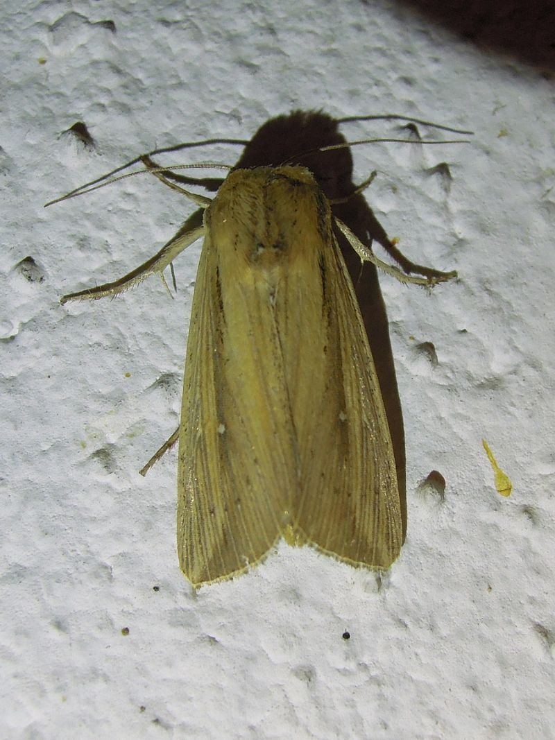quale Mythimna? No, Leucania (Acantholeucania) loreyi, Noctuidae