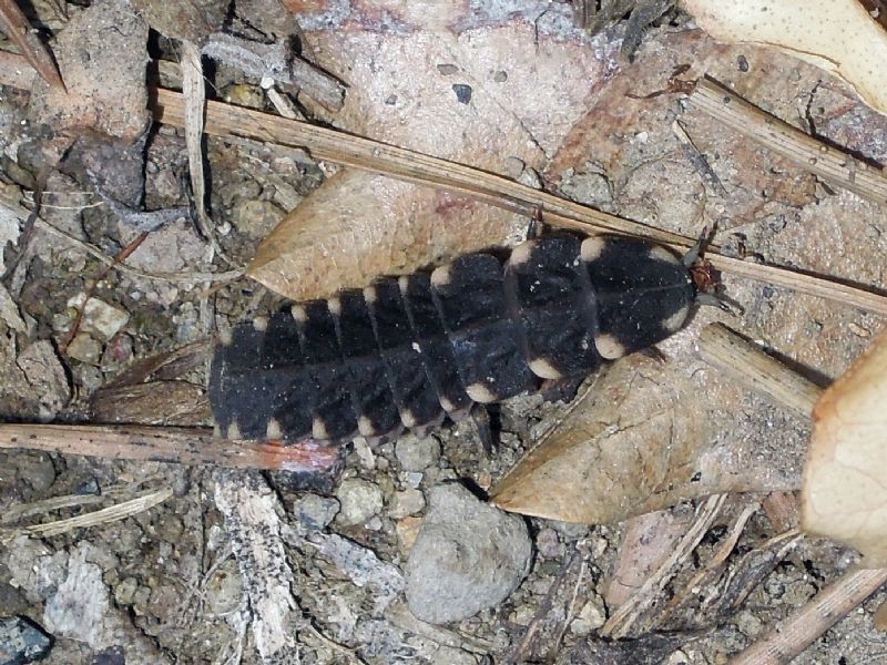 Larva di Lampyris sp.