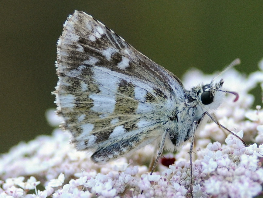 Pyrgus cfr. picenus e Pyrgus cfr. centralitaliae, Hesperiidae