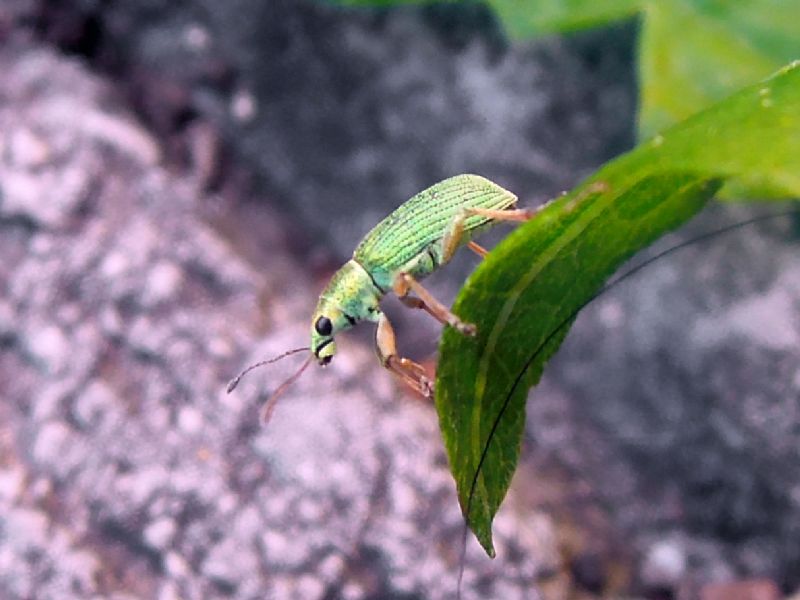Curculionidae verde:  Polydrusus (Chrysoyphis) formosus