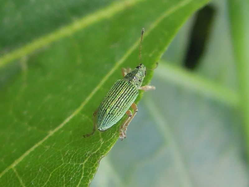 Curculionidae verde:  Polydrusus (Chrysoyphis) formosus