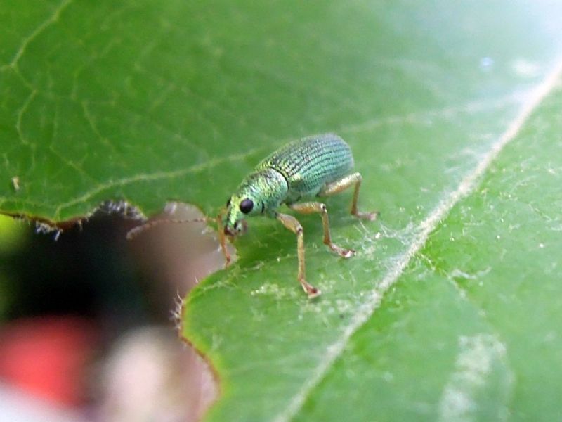 Curculionidae verde:  Polydrusus (Chrysoyphis) formosus