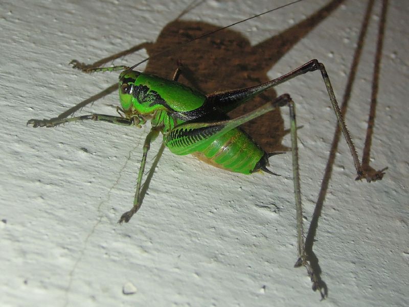 Eupholidoptera chabrieri (Tettigoniidae)