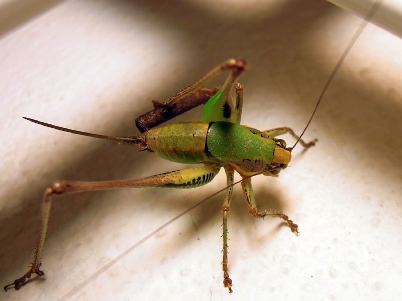 Eupholidoptera chabrieri (Tettigoniidae)