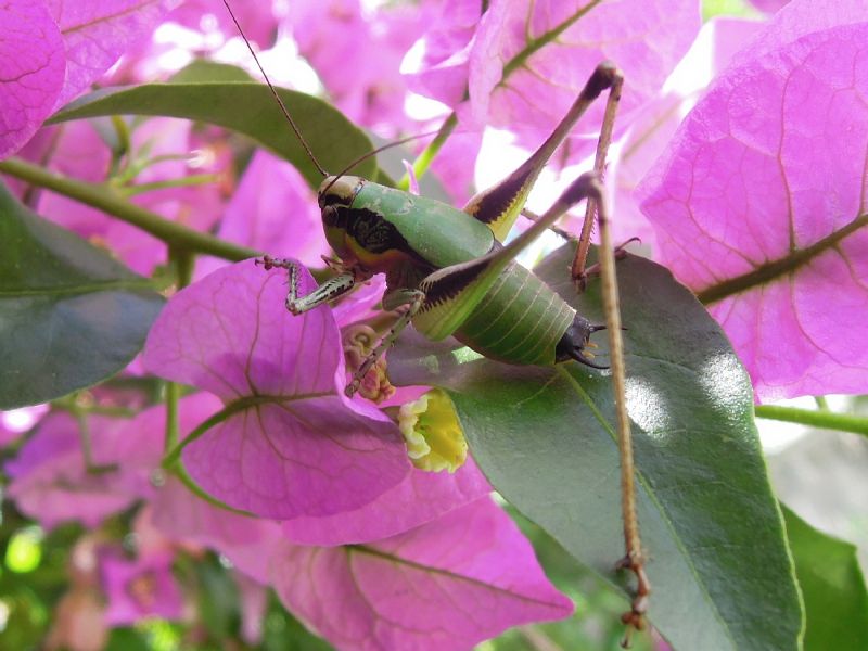 Eupholidoptera chabrieri (Tettigoniidae)