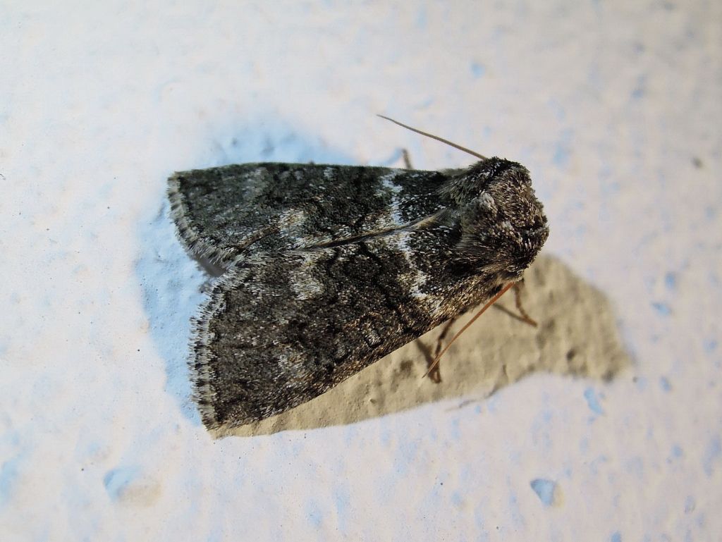 Polyploca ridens (Drepanidae)