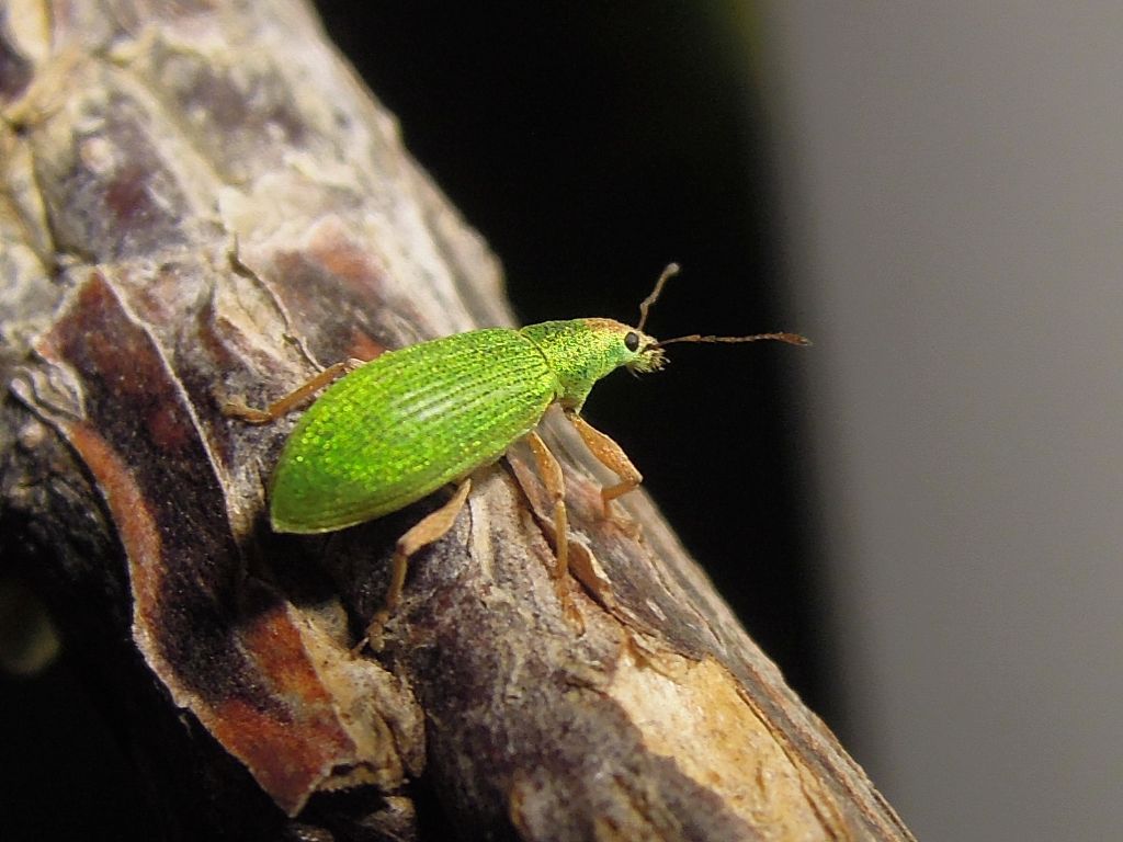 Curculionidae verde:   Polydrusus (Eustolus) impressifrons