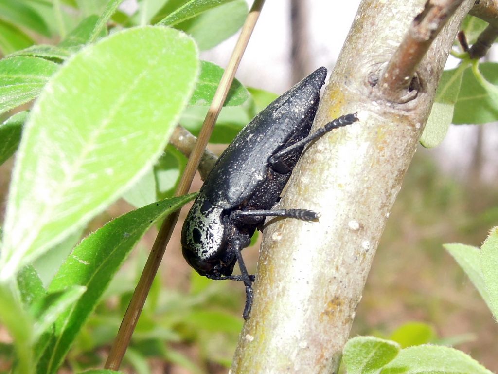 Buprestidae:  Capnodis tenebrionis