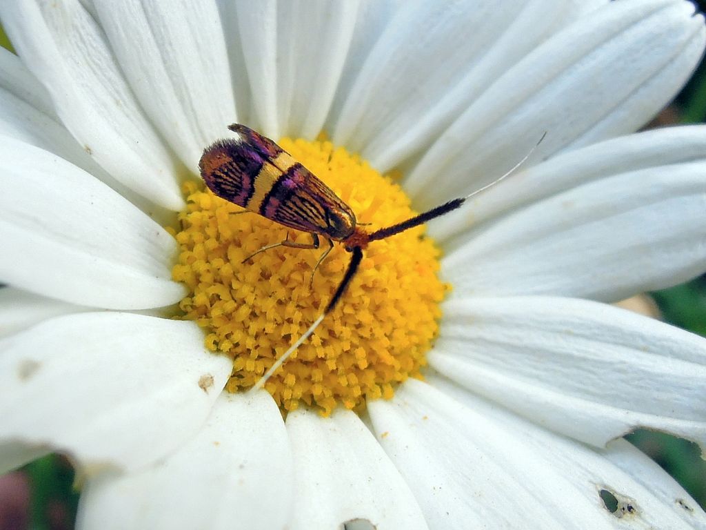 Adela croesella