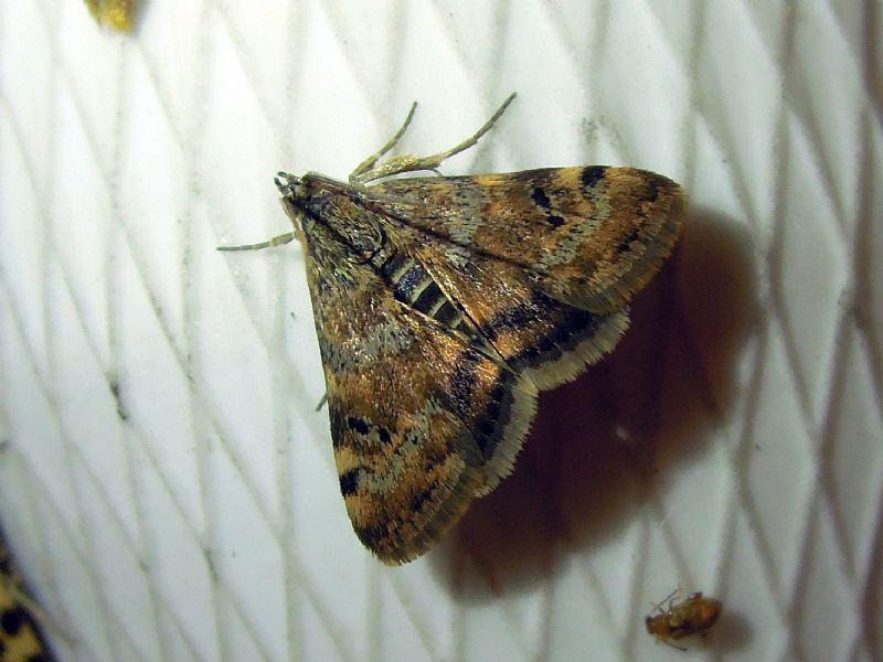 Aporodes floralis (Crambidae)