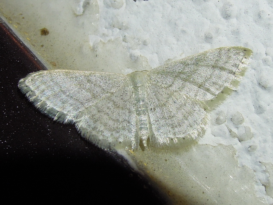 Idaea subsericeata ???