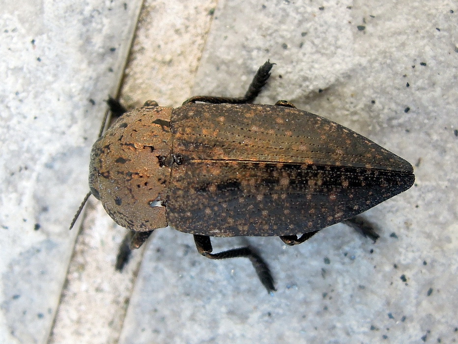 Buprestidae: Capnodis tenebricosa