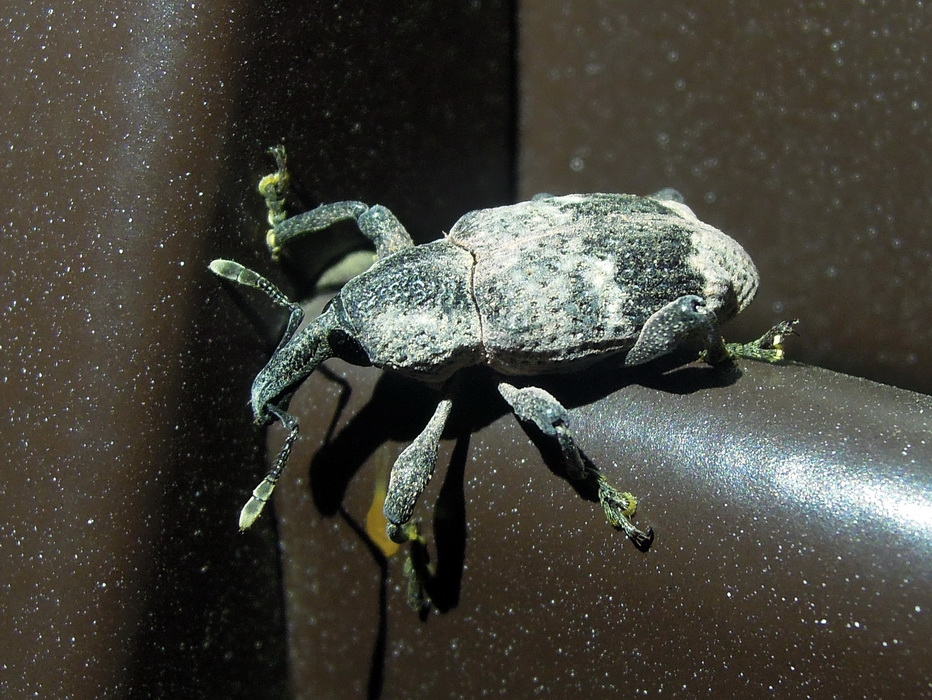 Curculionidae:  Aclees sp.