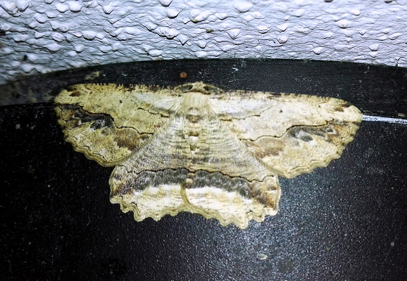 Menophra abruptaria (geometridae)