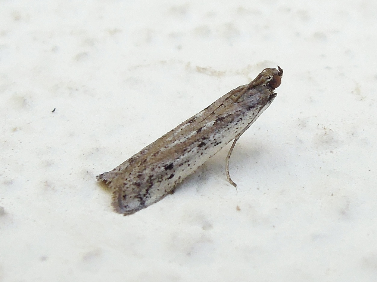 Phycitodes sp. (Pyralidae)