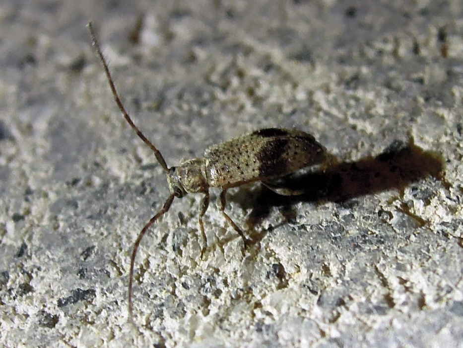 Cerambycidae:  Exocentrus punctipennis