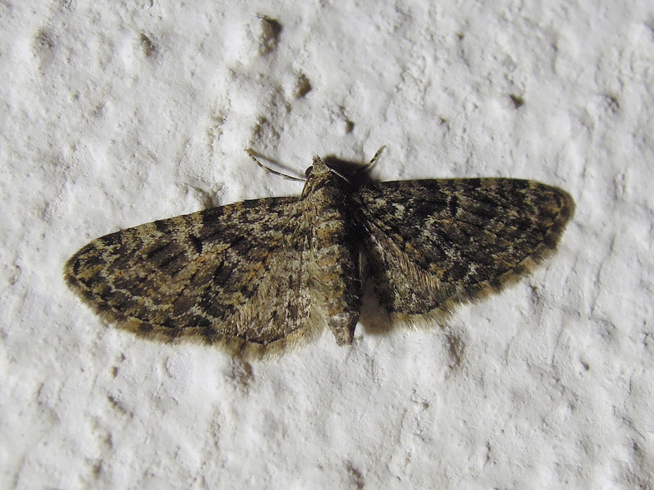 Eupithecia da id - Eupithecia dodoneata, Geometridae