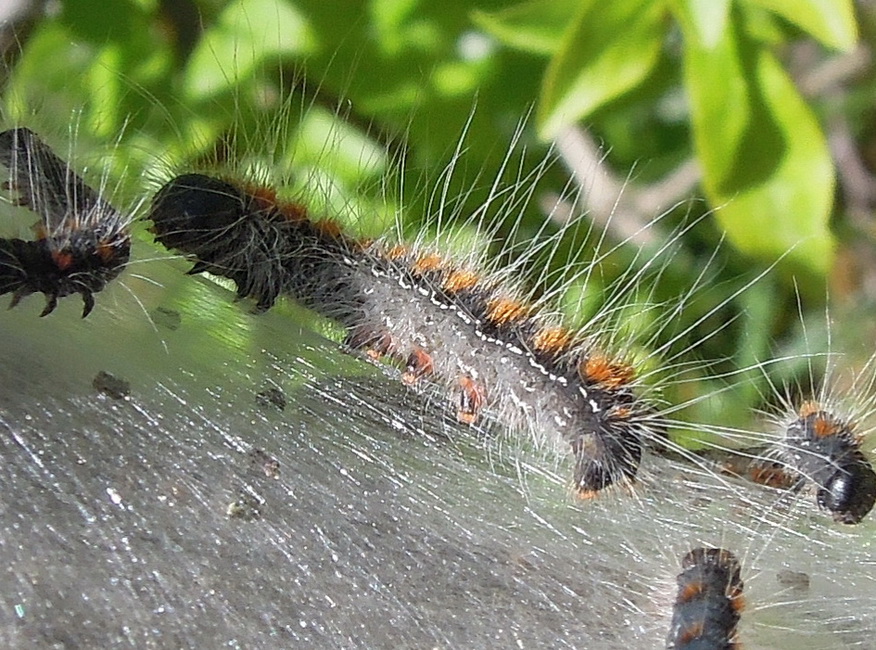 Lasiocampidae , larve e uova, da id