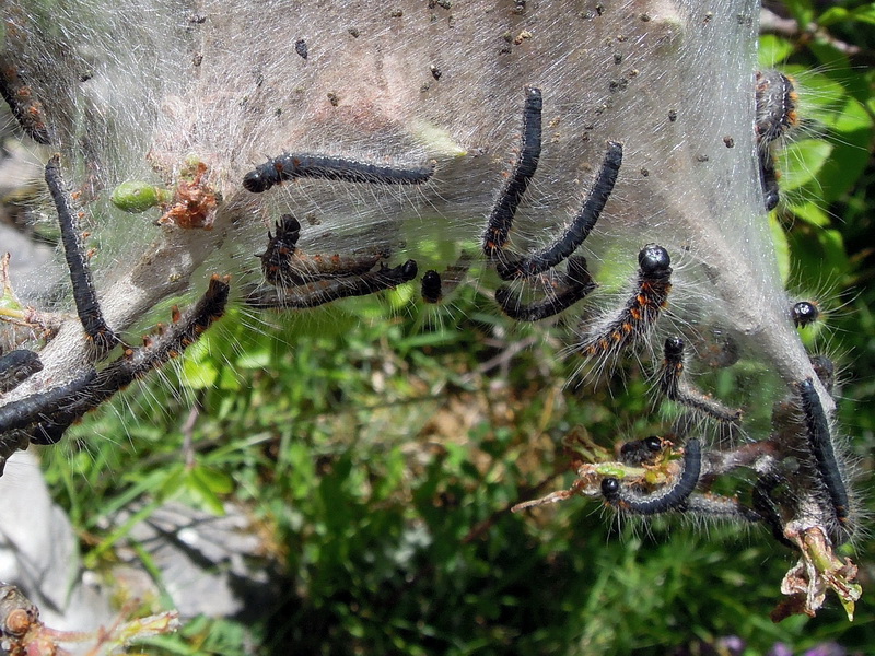 Lasiocampidae , larve e uova, da id