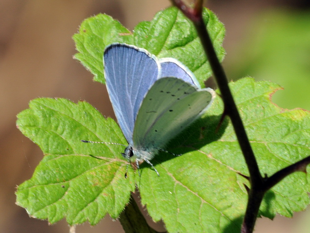 Celastrina argiolus ??? S