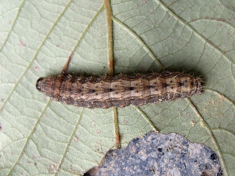 Hoplodrina ambigua