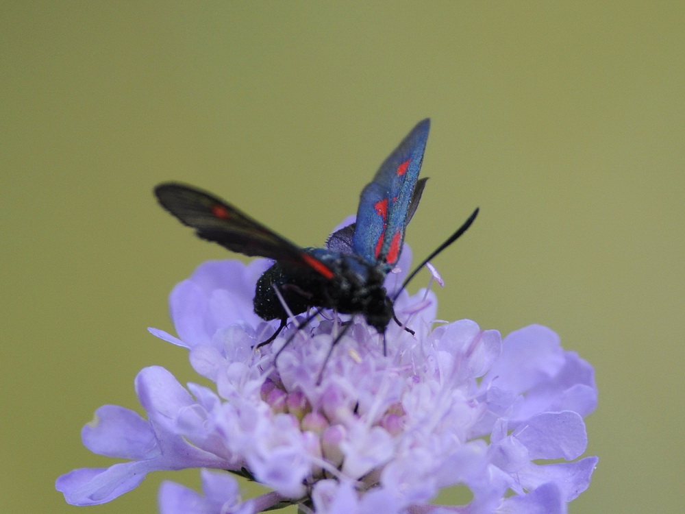 Zygaena da id.