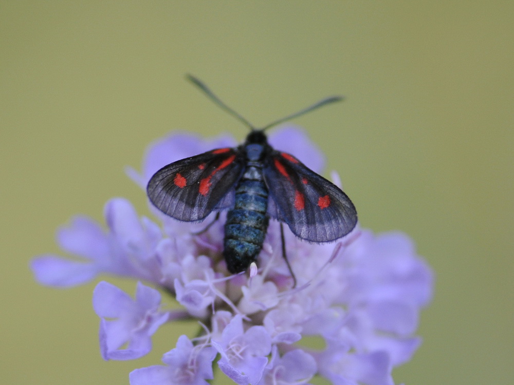 Zygaena da id.